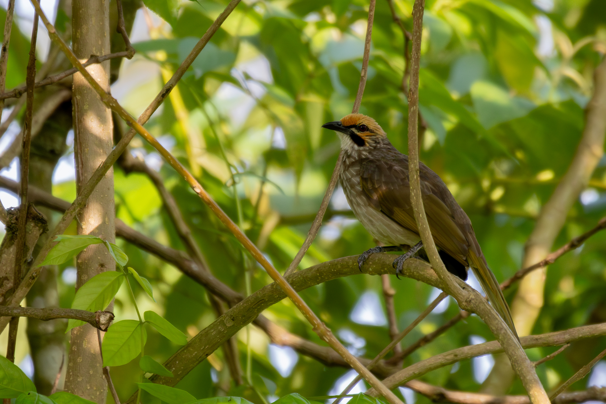 Straw-headed Bulbul (Pycnonotus zeylanicus), photo 1