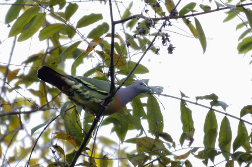 Pink-necked Green Pigeon (Treron vernans), photo 4