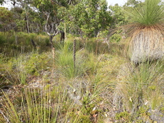 Xanthorrhoea gracilis
