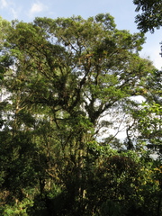 Sapium stylare