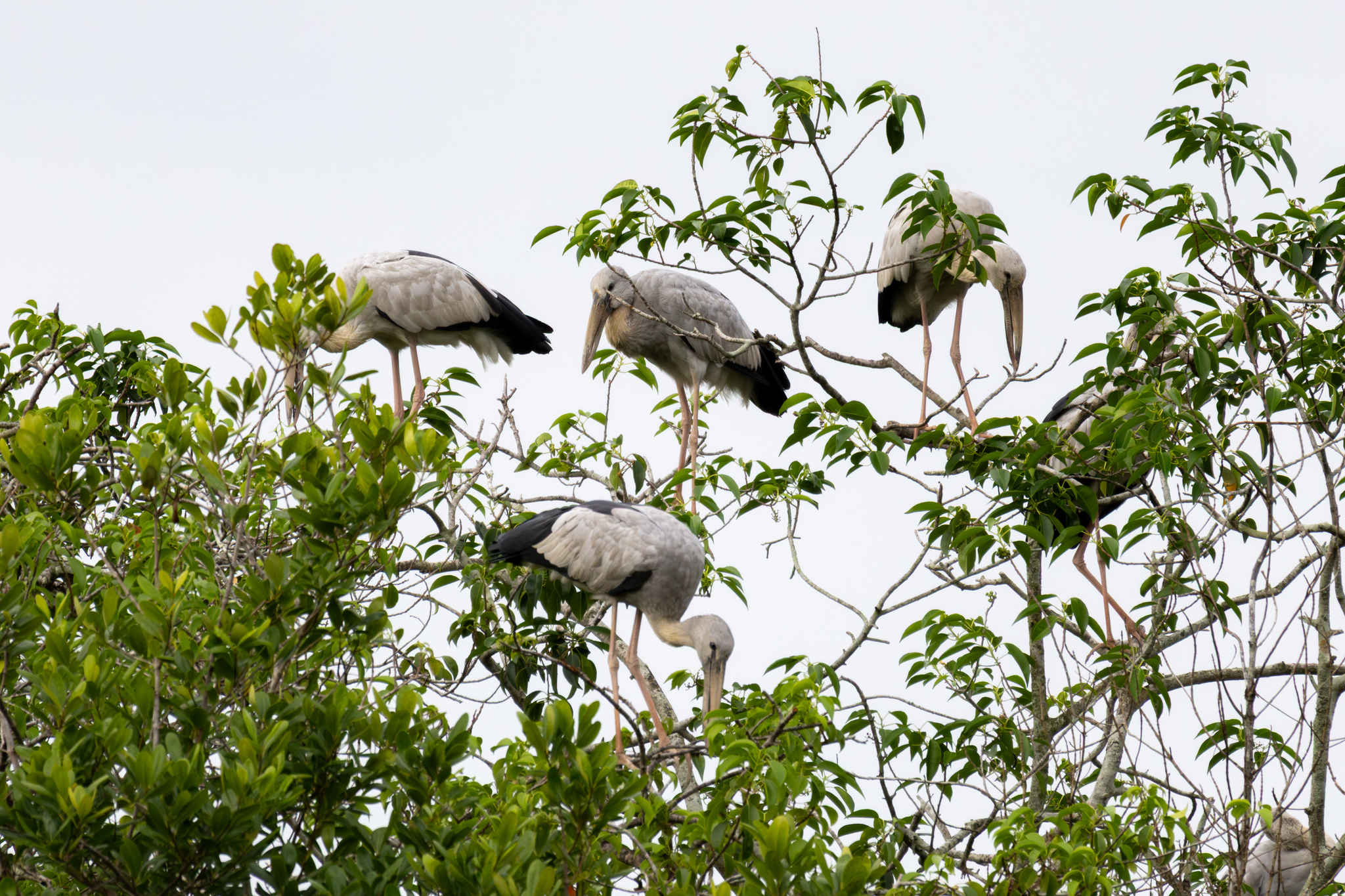 Asian Openbill (Anastomus oscitans), photo 8