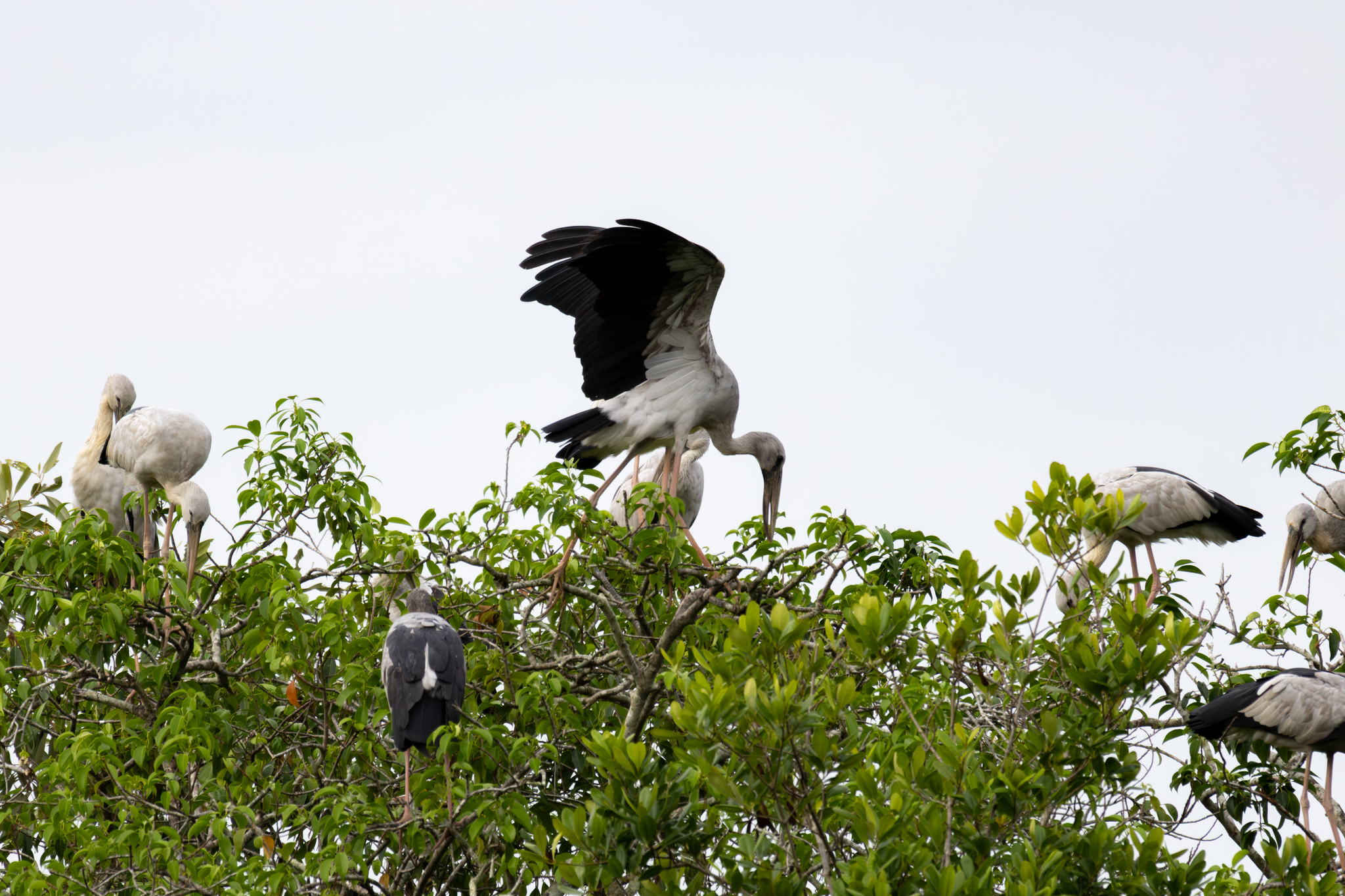 Asian Openbill (Anastomus oscitans), photo 9