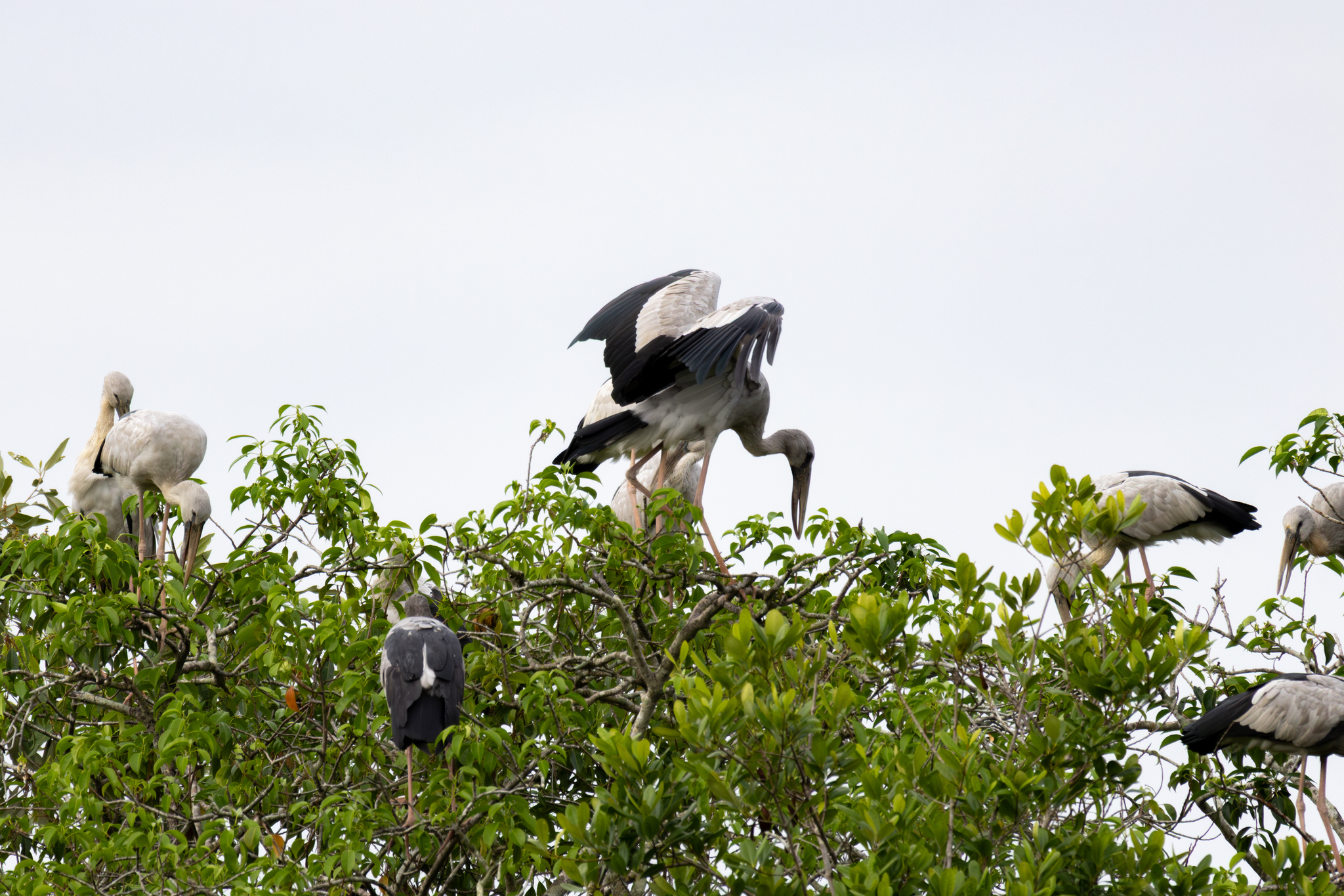 Asian Openbill (Anastomus oscitans), photo 10
