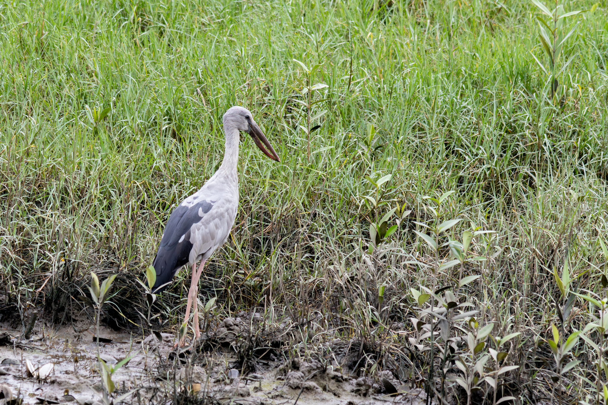 Asian Openbill (Anastomus oscitans), photo 5