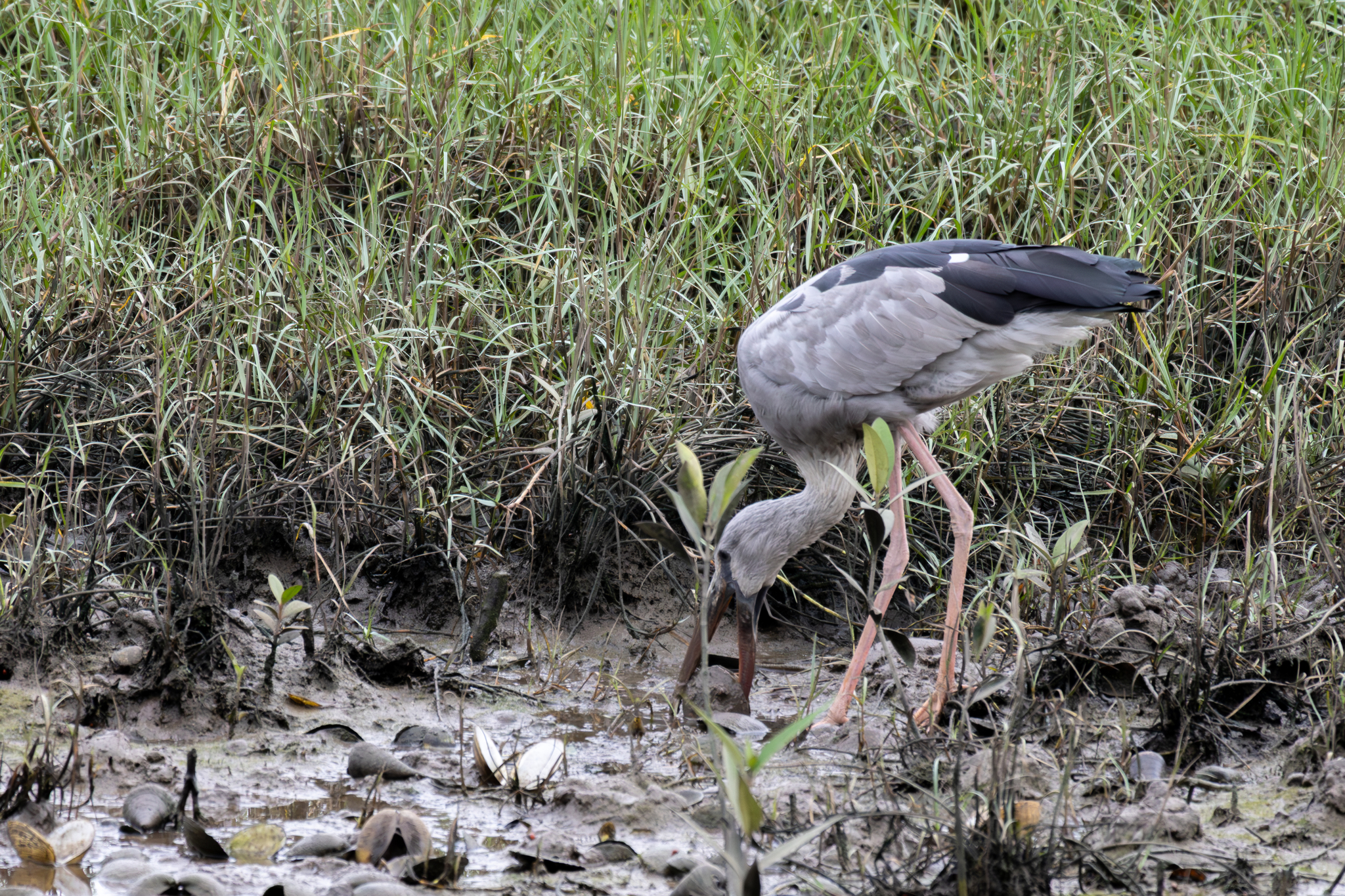Asian Openbill (Anastomus oscitans), photo 4