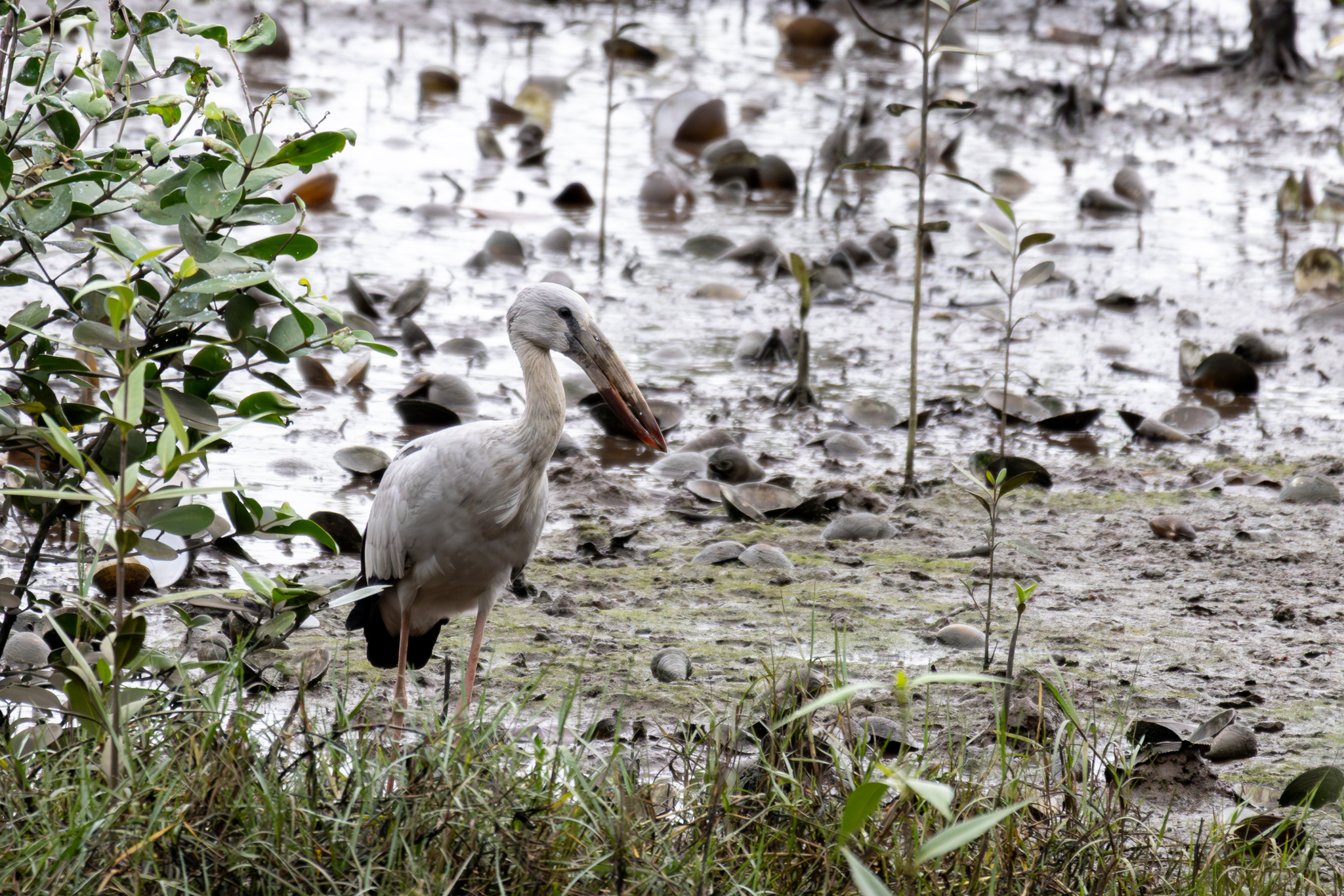 Asian Openbill (Anastomus oscitans), photo 2