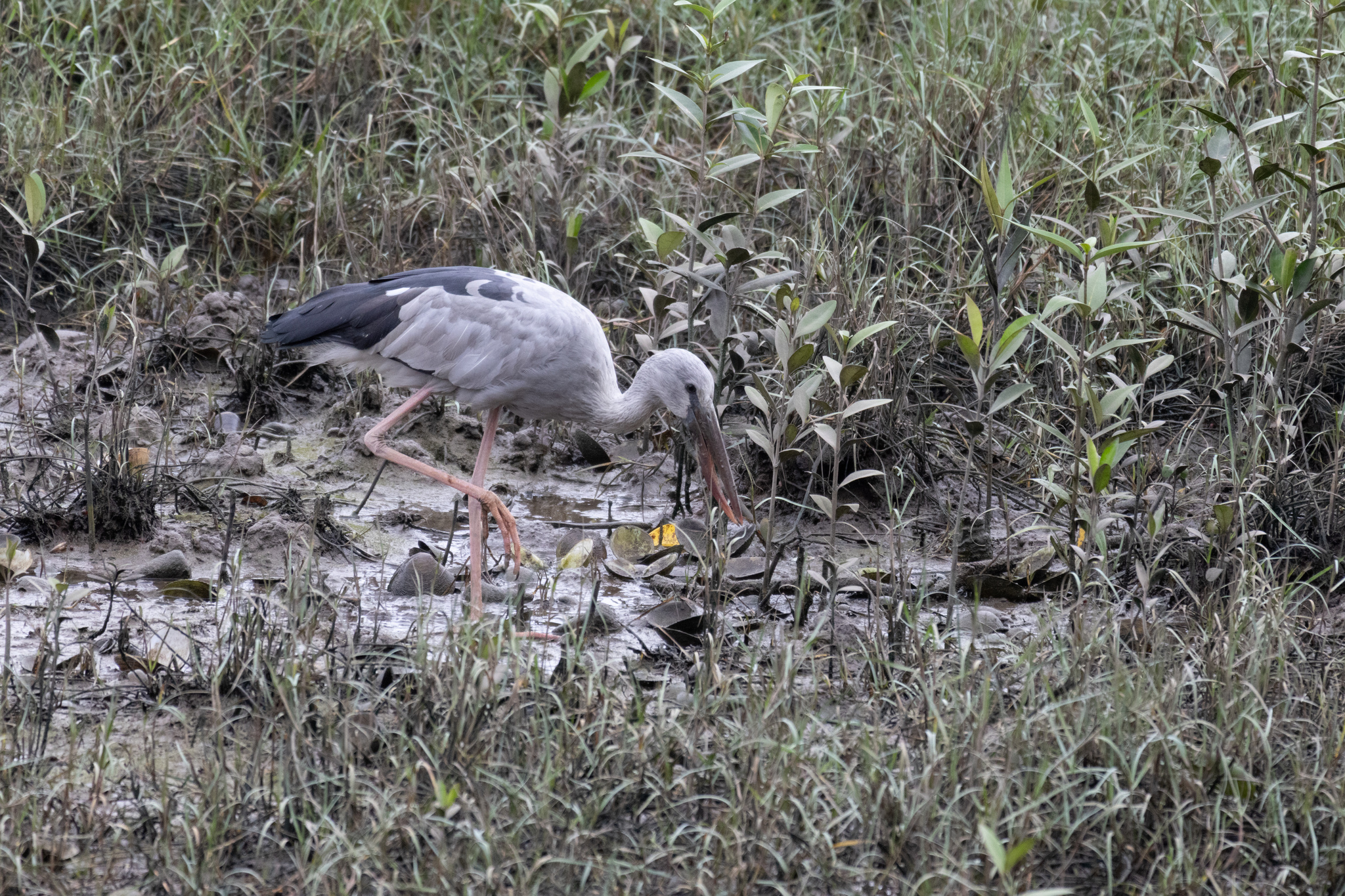 Asian Openbill (Anastomus oscitans), photo 6