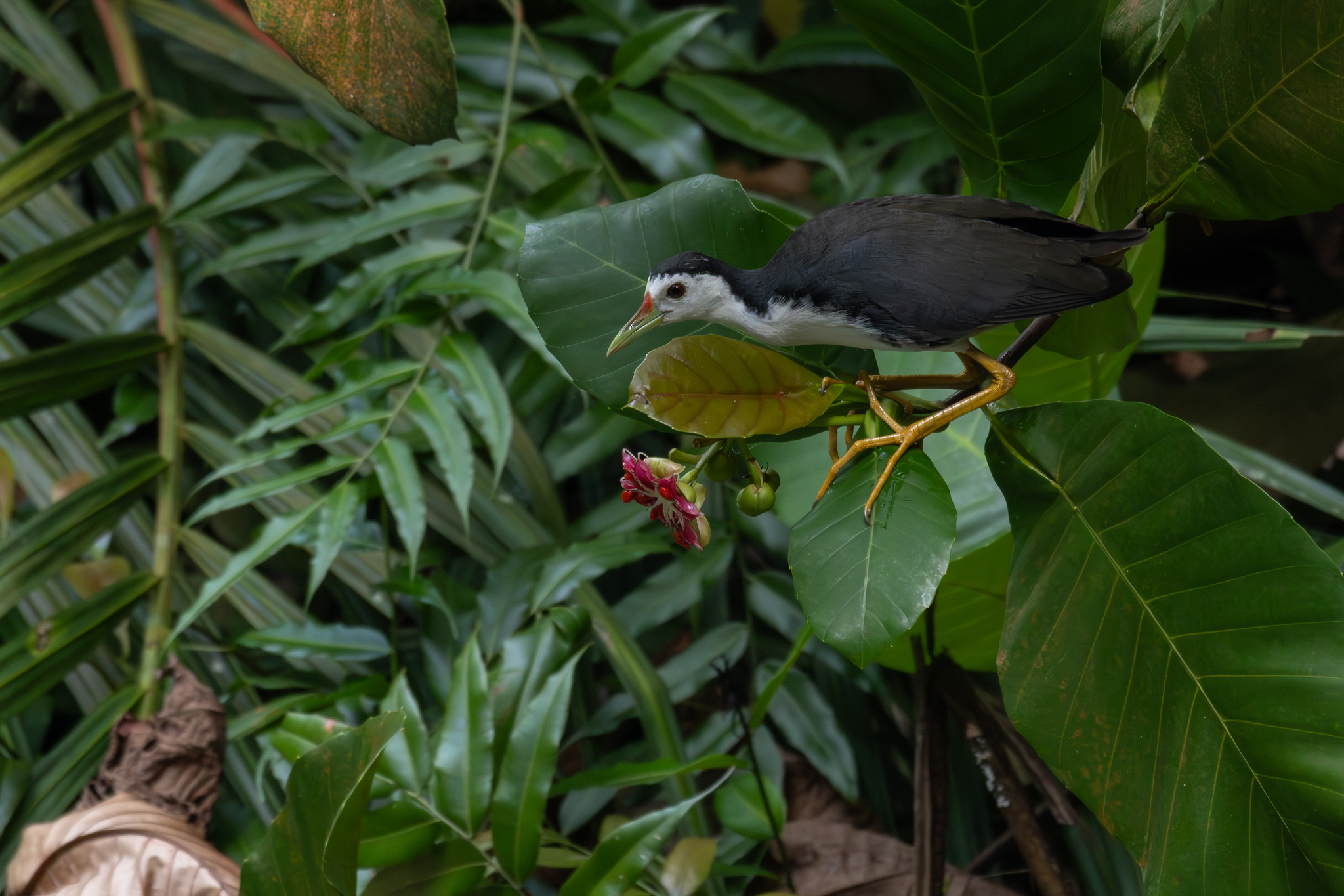 White-breasted Waterhen (Amaurornis phoenicurus), photo 2