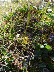 Eutrema edwardsii