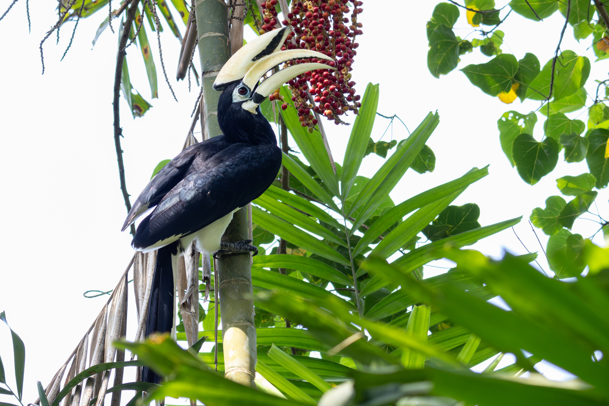 Oriental Pied Hornbill (Anthracoceros albirostris), photo 1
