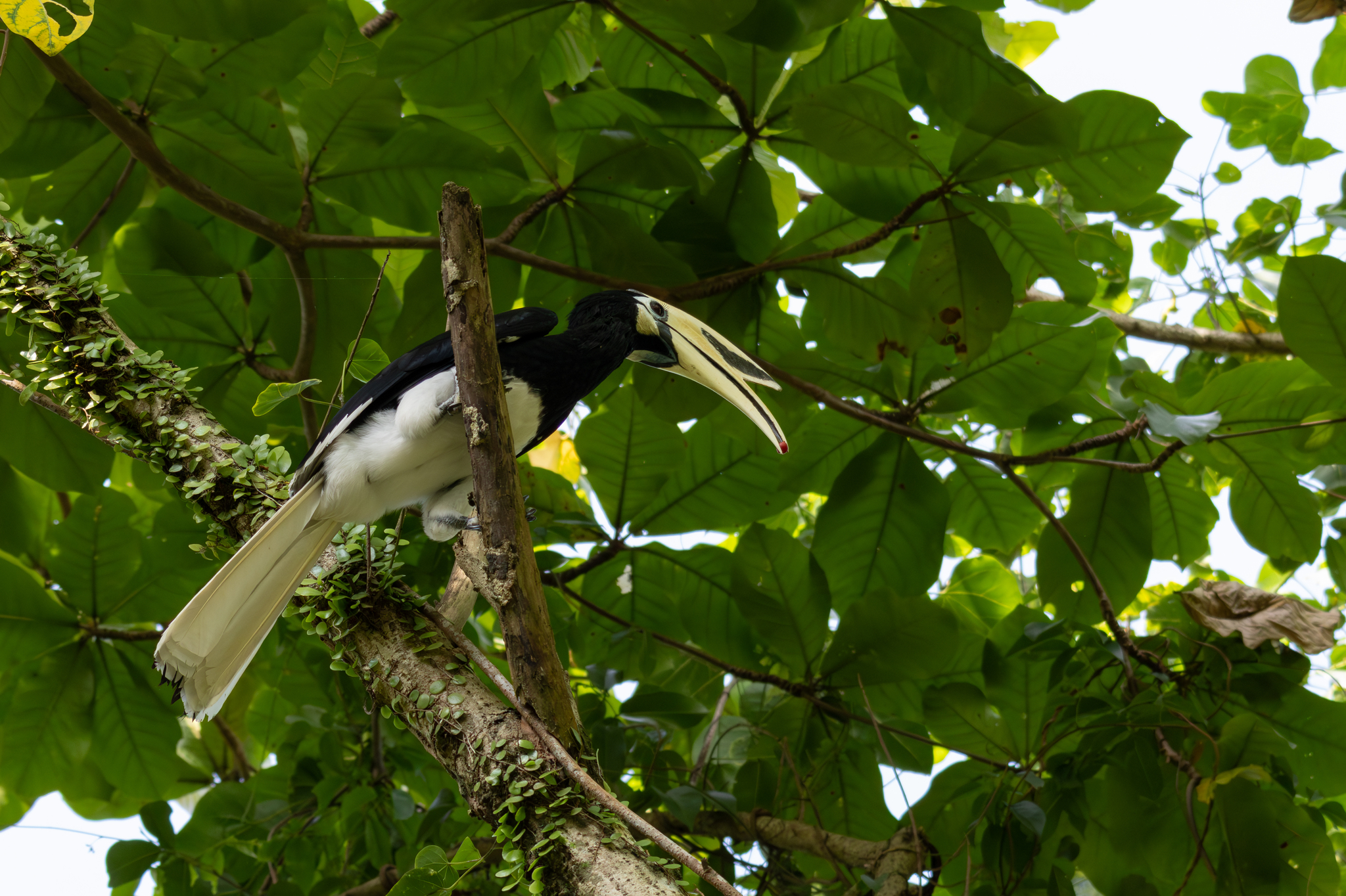 Oriental Pied Hornbill (Anthracoceros albirostris), photo 2