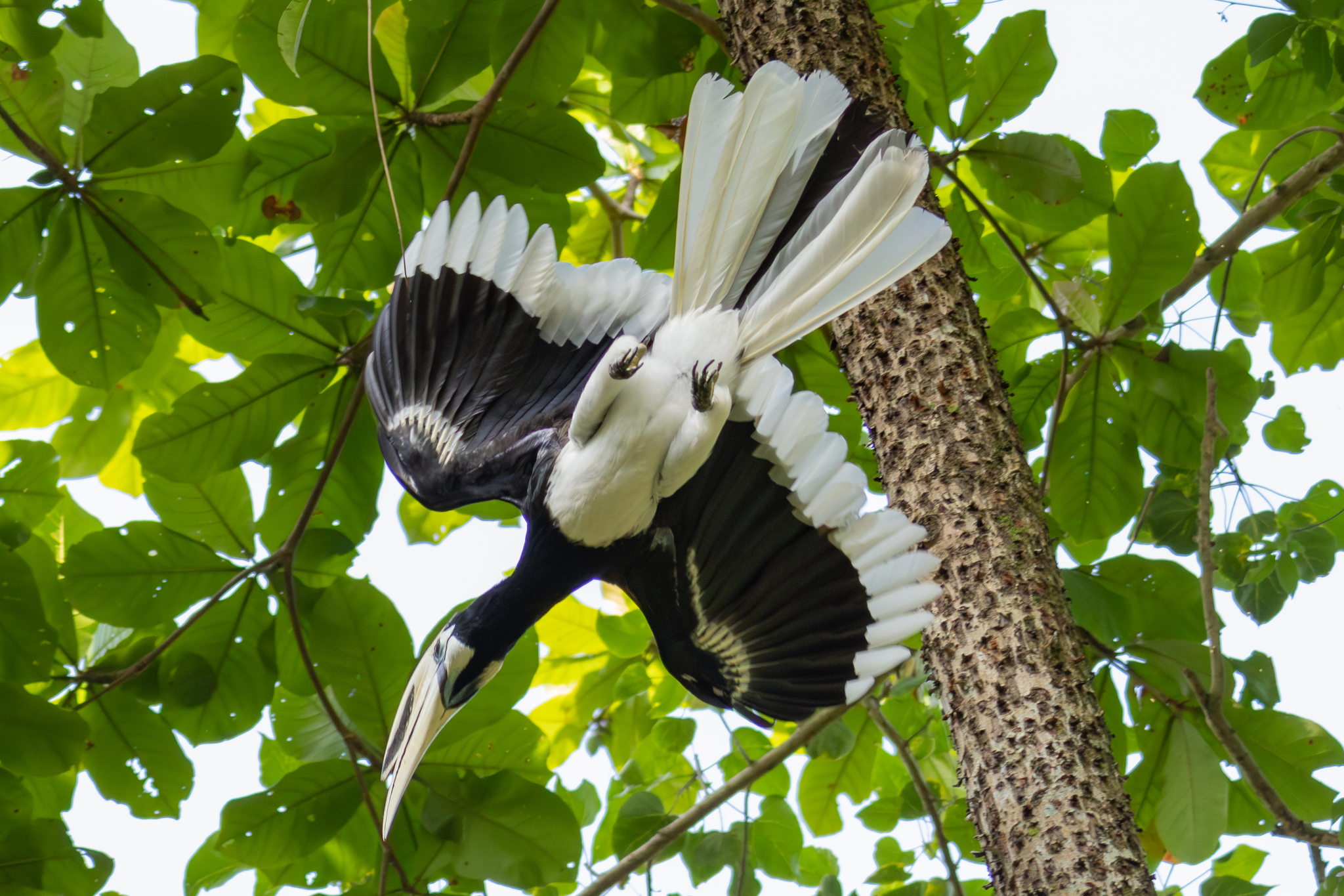 Oriental Pied Hornbill (Anthracoceros albirostris), photo 4
