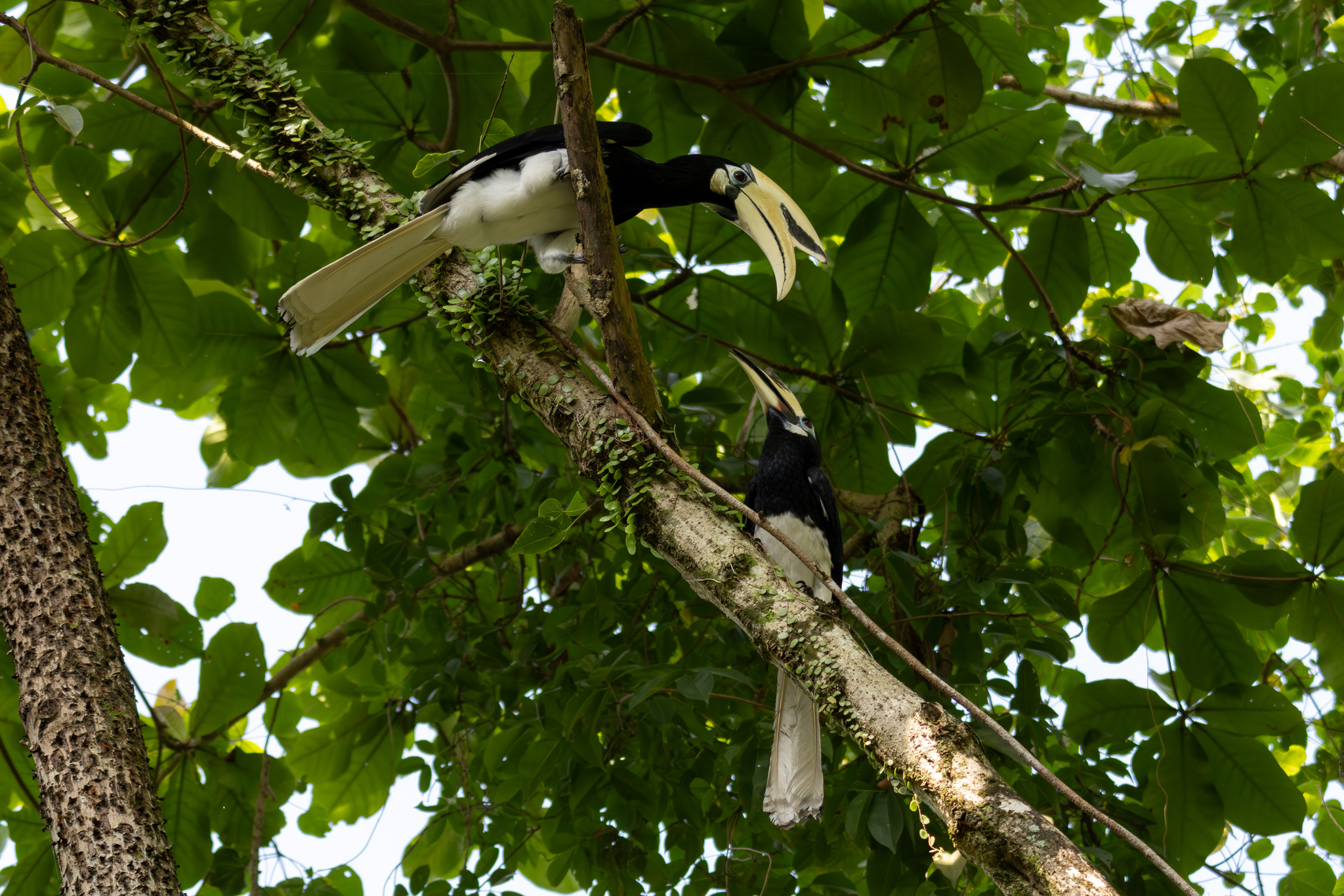 Oriental Pied Hornbill (Anthracoceros albirostris), photo 3