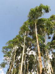 Eucalyptus grandis