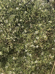 Fagonia laevis