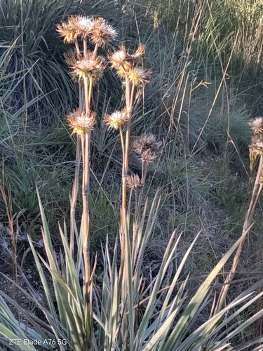 Schlechtendalia luzulifolia, photograph 5