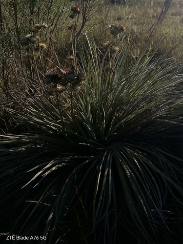 Schlechtendalia luzulifolia, photograph 6