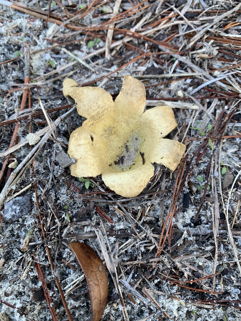 Scleroderma polyrhizum · January 2026 · photo: © sbrobeson (iNaturalist, cc-by)