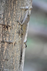 Anolis homolechis