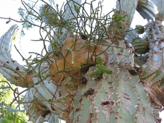 Phoradendron brachystachyum