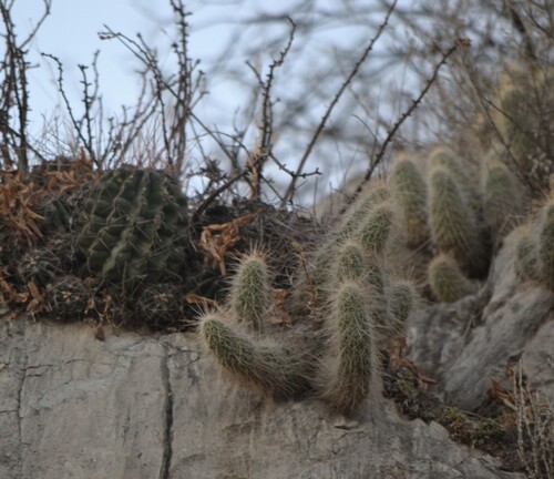 Echinocereus occidentalis