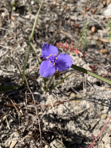 Hairyflower Spiderwort (Tradescantia hirsutiflora)