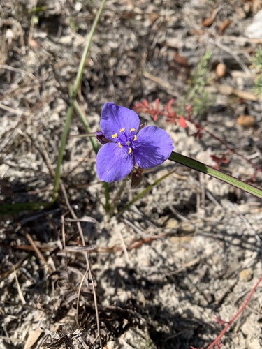 Tradescantia hirsutiflora, photograph 6