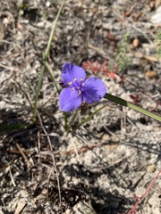 Tradescantia hirsutiflora, photograph (c) Senna Bryce Robeson, some rights reserved (CC BY)