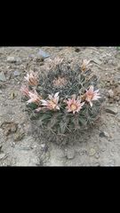 Mammillaria
