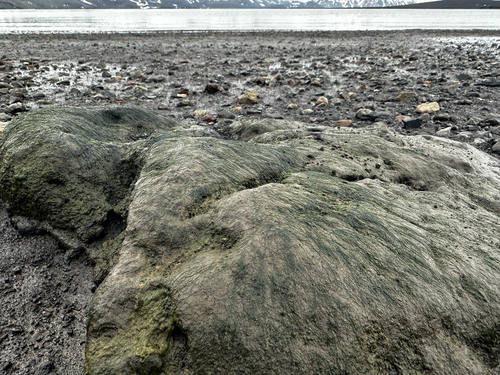 Urospora penicilliformis observed 2025-12-30