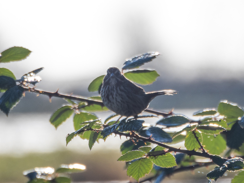 Song Sparrow