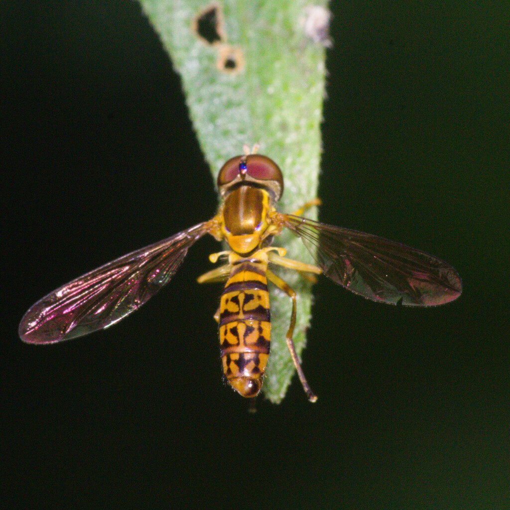 Toxomerus sylvaticus