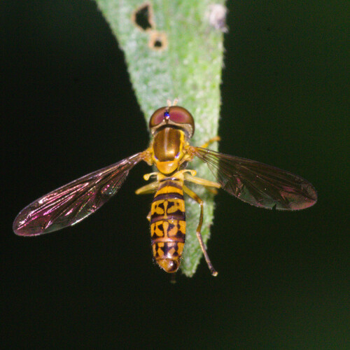 Toxomerus sylvaticus