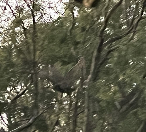 View observation of {o.common_name} on iNaturalist