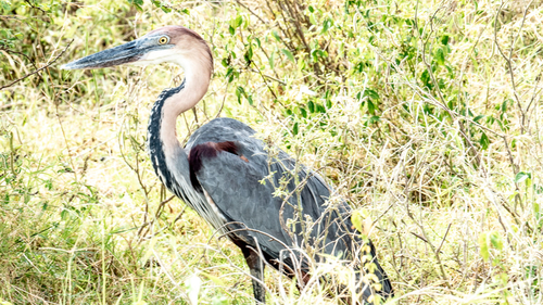 Goliath Heron
