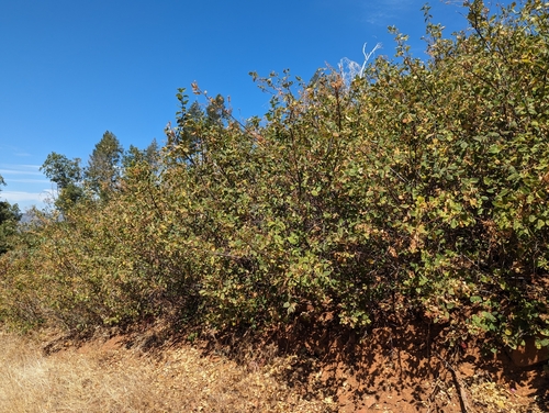 deerbrush ceanothus (Ceanothus integerrimus)