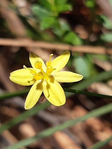 yellow rush-lily