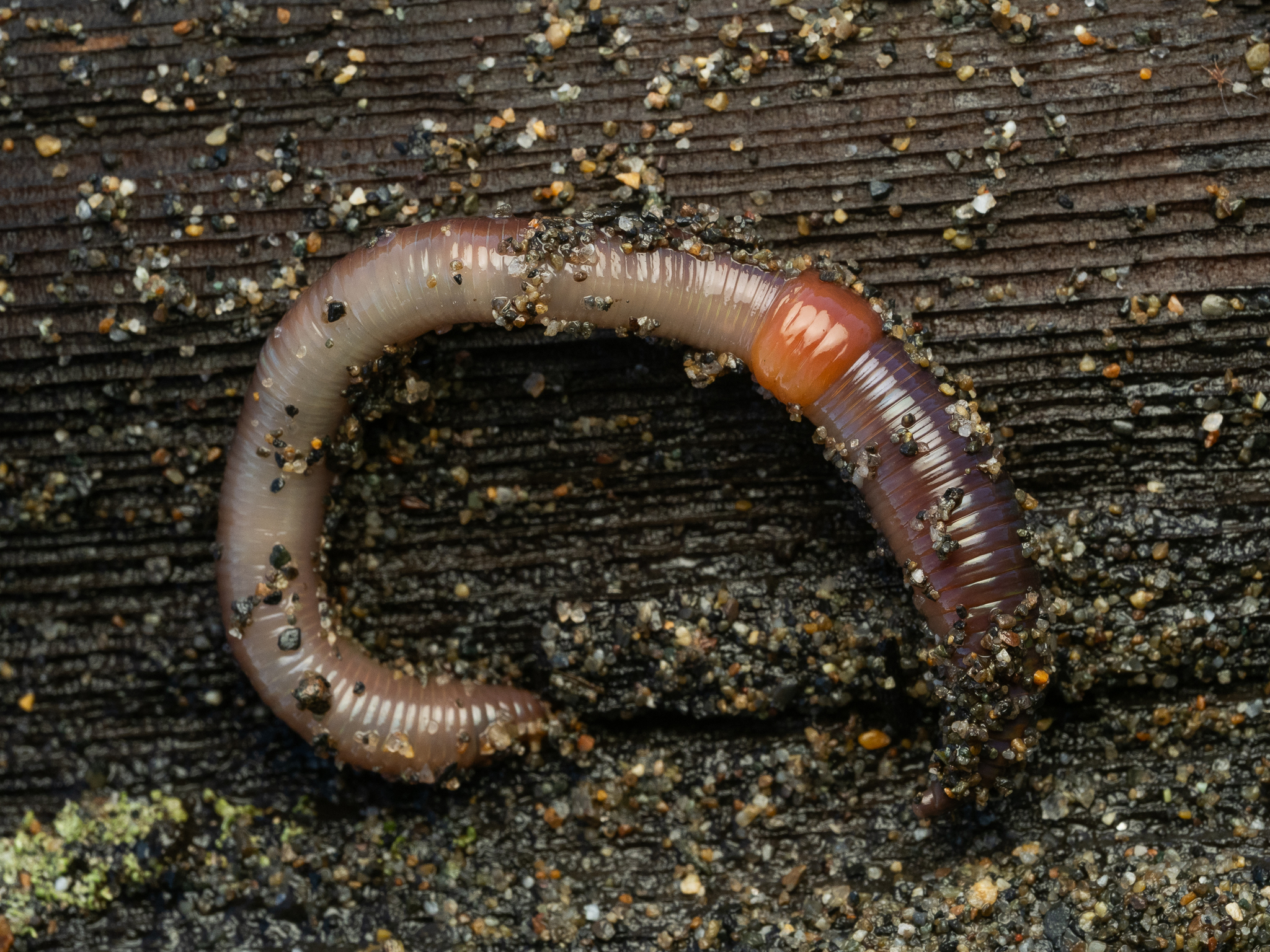 Lumbricus rubellus Hoffmeister, 1843