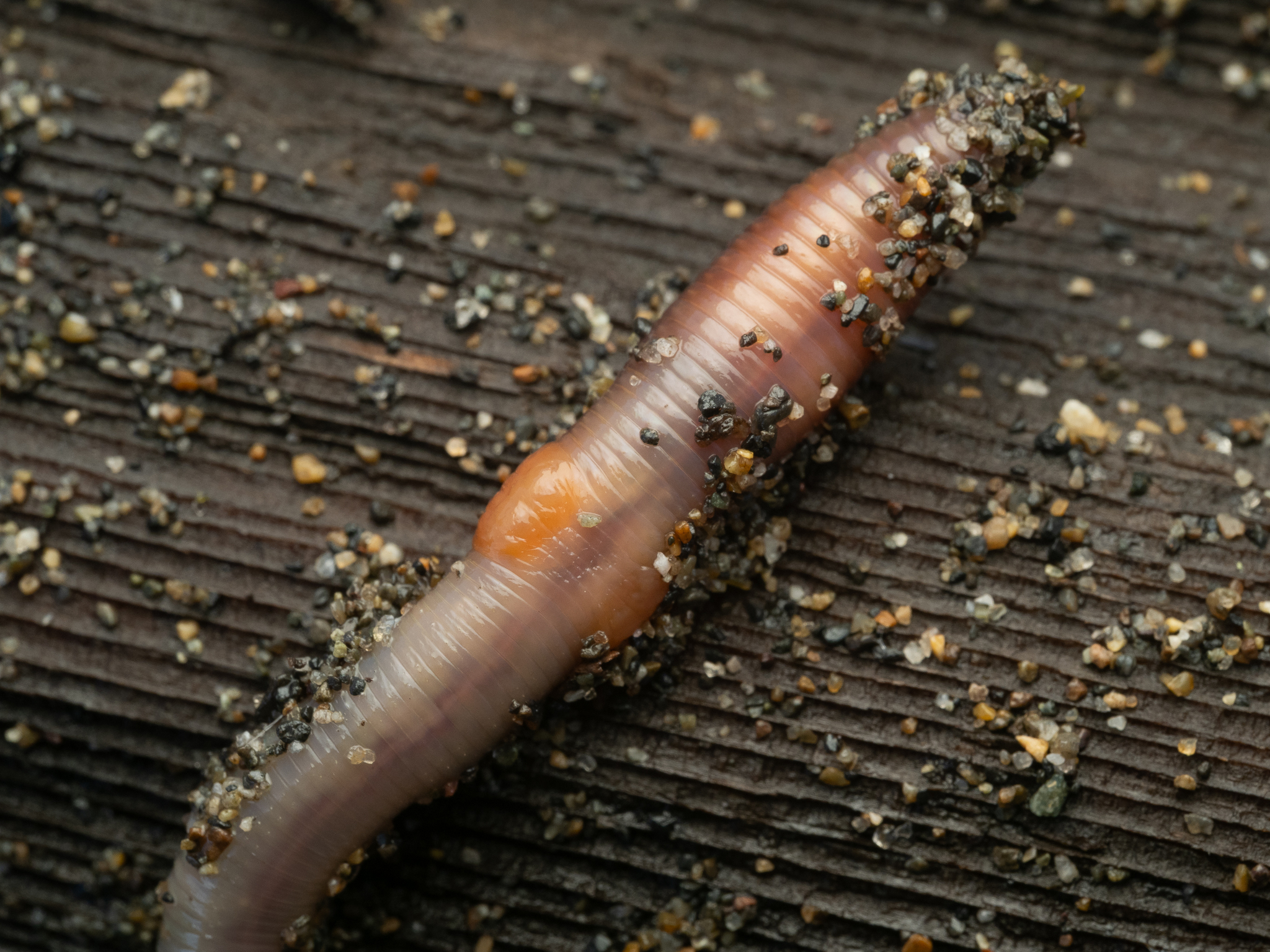 Lumbricus rubellus Hoffmeister, 1843