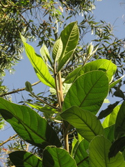 Ocotea macrophylla