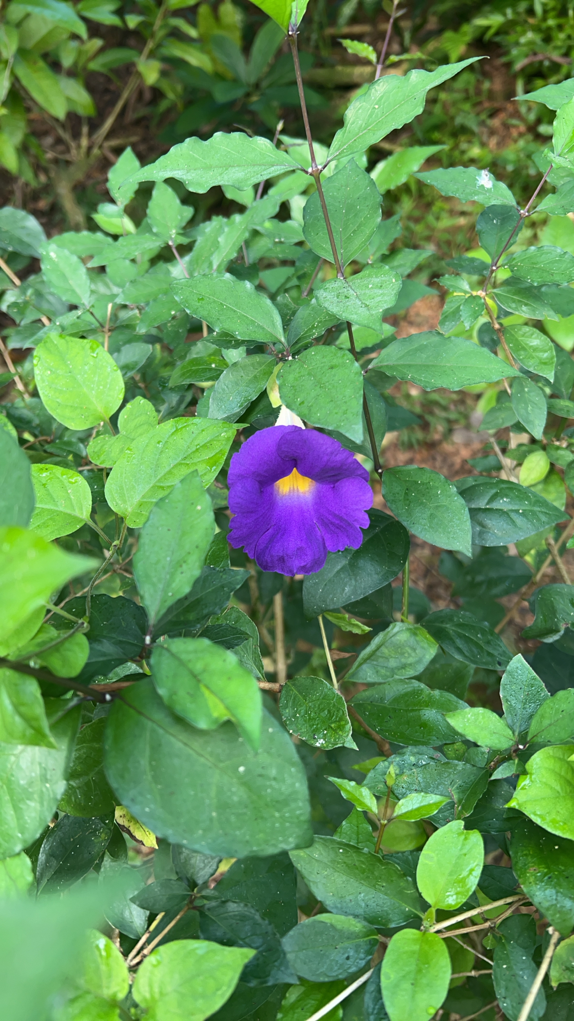 Thunbergia erecta (Thunbergia erecta)
