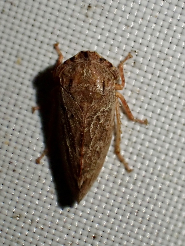 Kyphocotis
