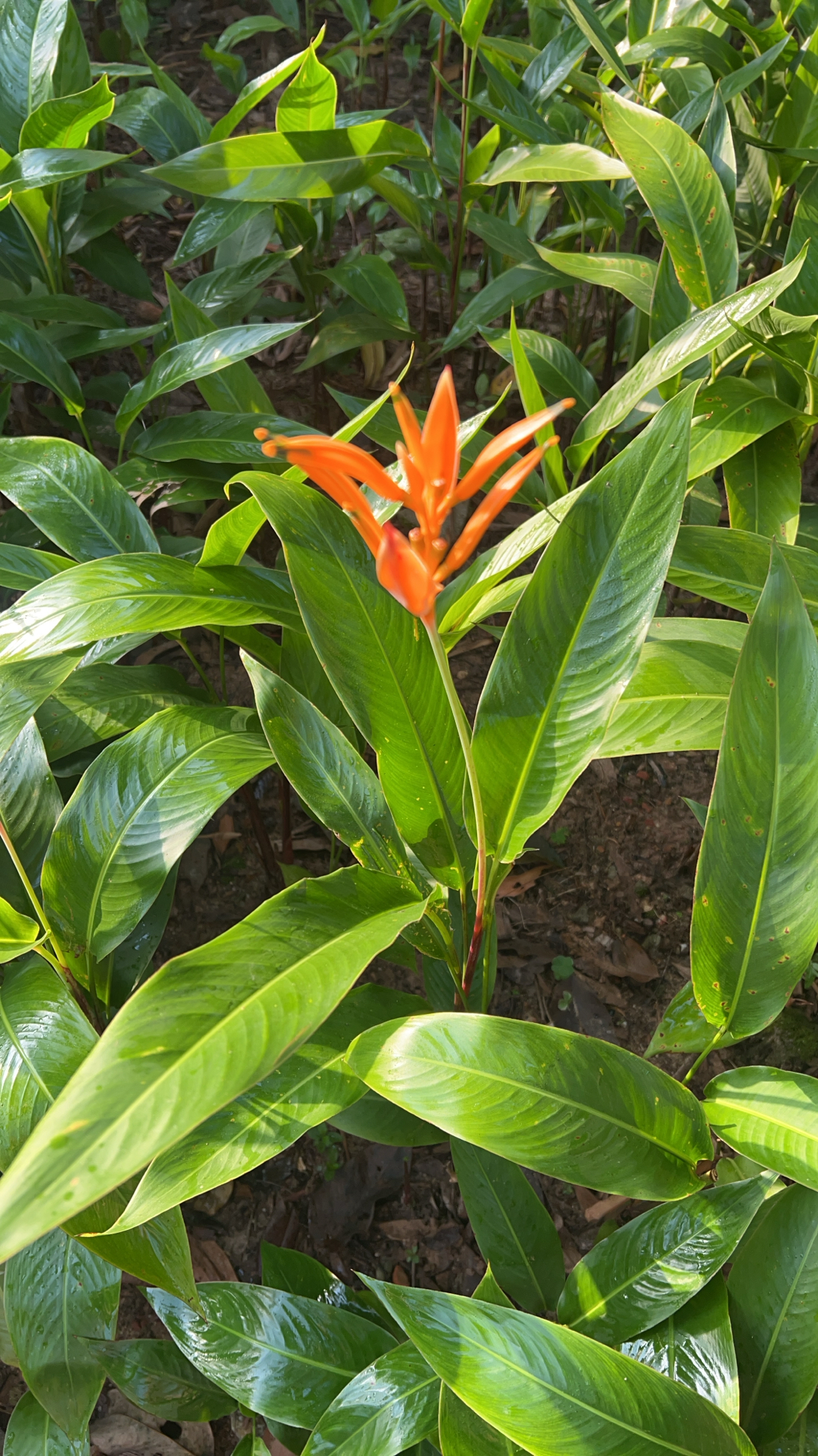 Mỏ két (Heliconia psittacorum)