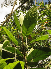 Ocotea macrophylla