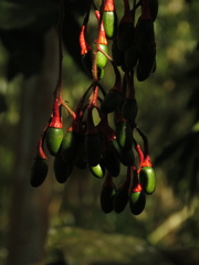 Ocotea macrophylla