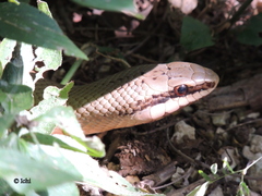 Conophis lineatus