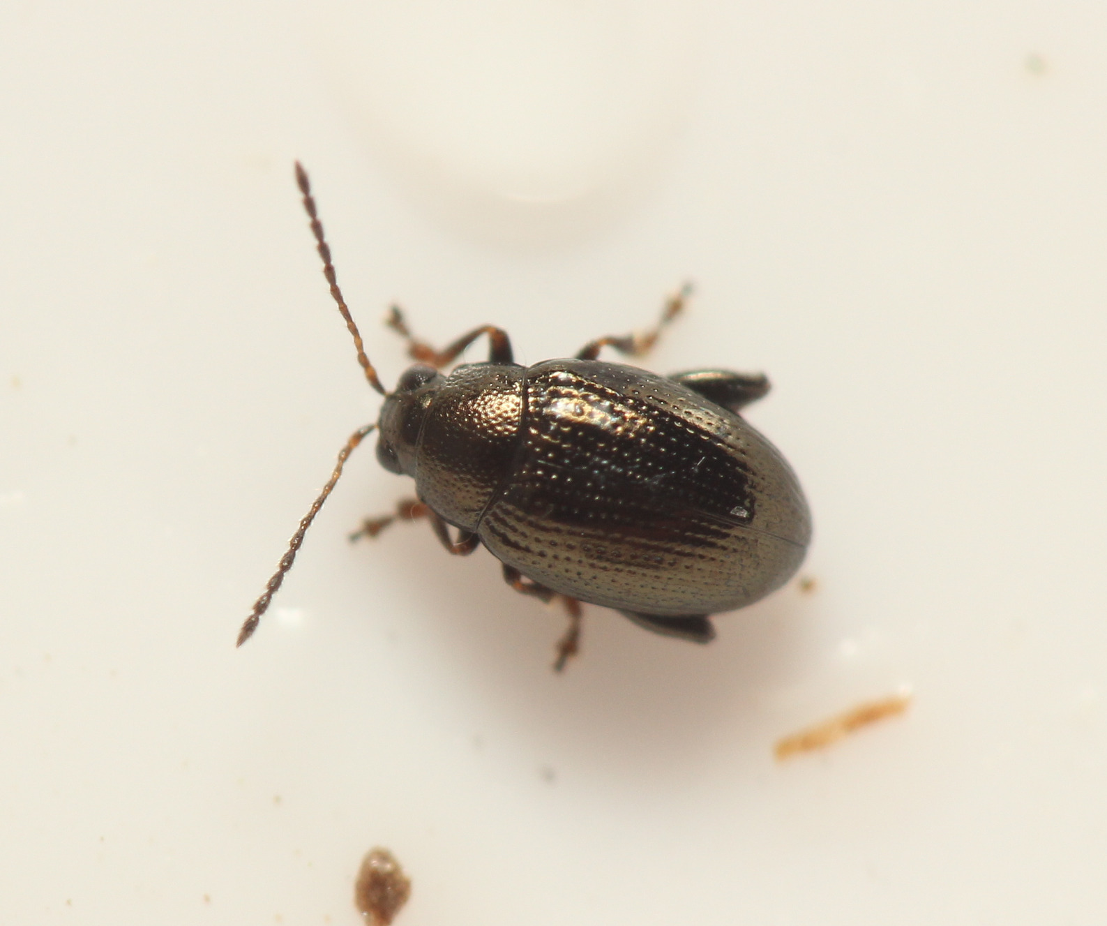Chaetocnema picipes