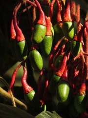 Ocotea macrophylla
