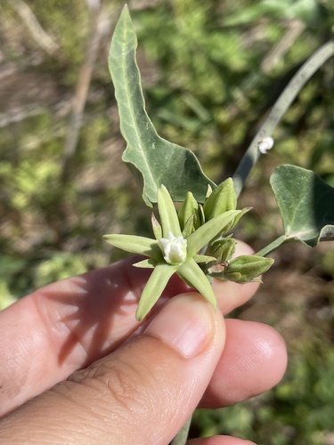Araujia odorata (Araujia odorata)