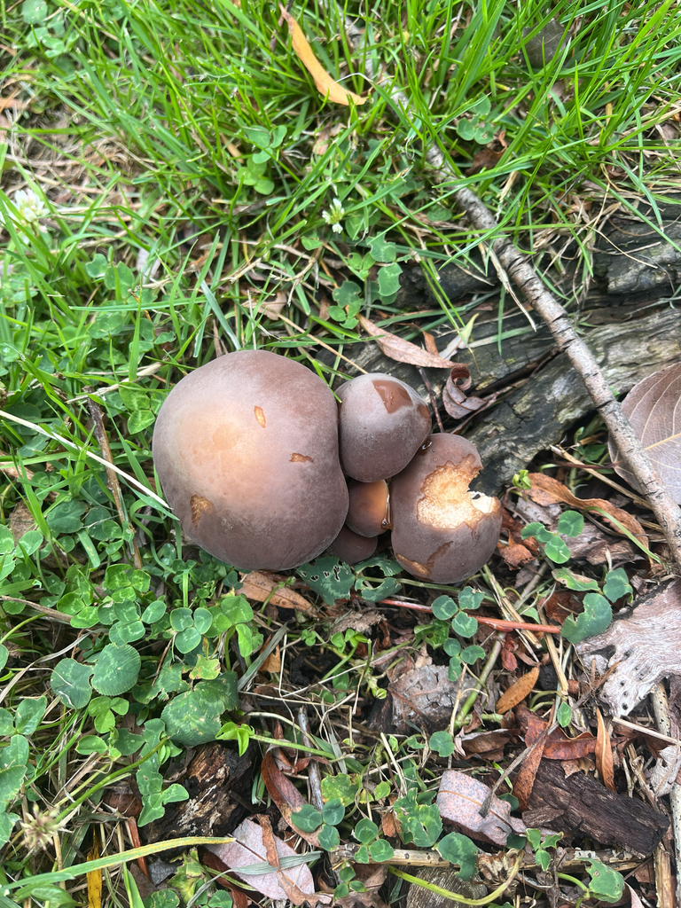 Cyclocybe parasitica · January 2026 · photo: © slob973 (iNaturalist, cc-by)